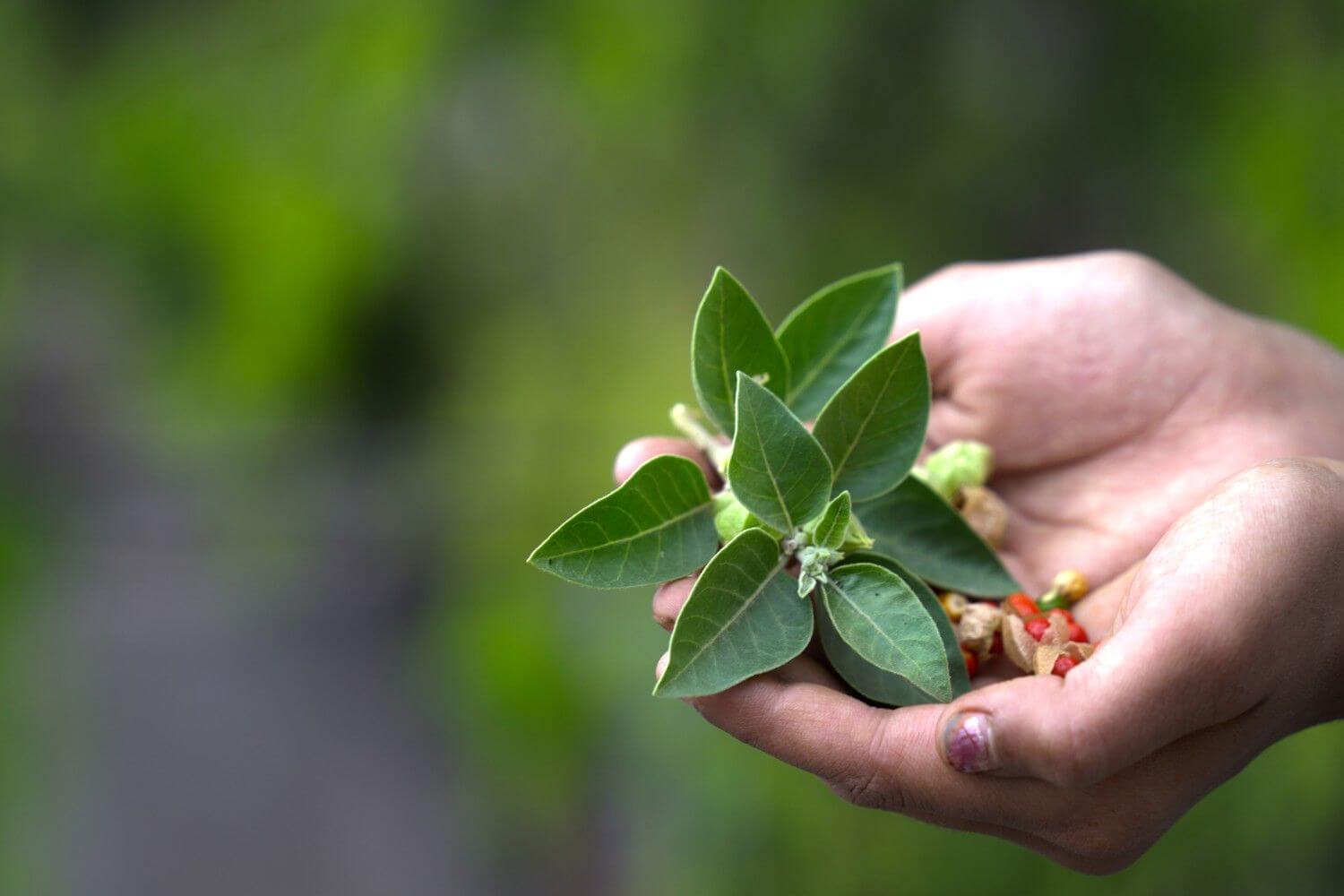 Revamping Ayurveda Wellness Brand’s Investment Strategy with Data Insights